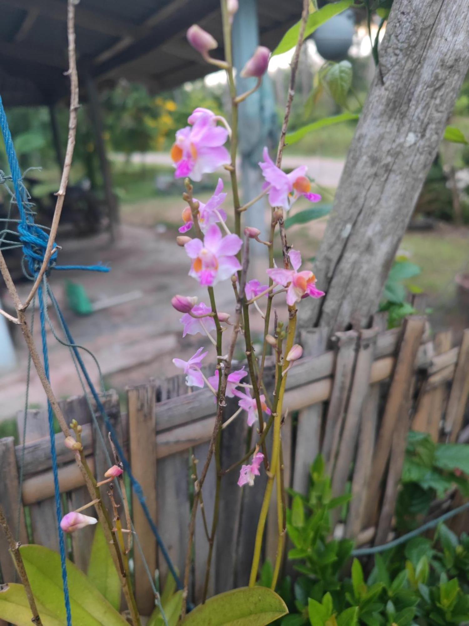 The Secret Garden Homestay Koh Yao Yai Ko Yao Yai Exterior photo